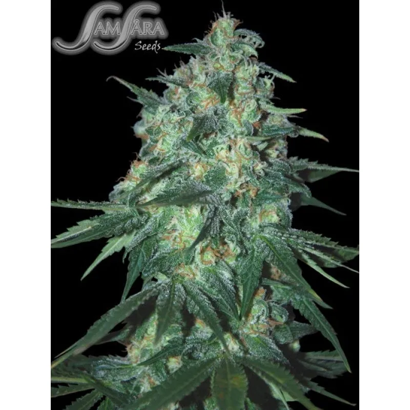 SEE032: Jekyll Passion FEM 5 Seeds