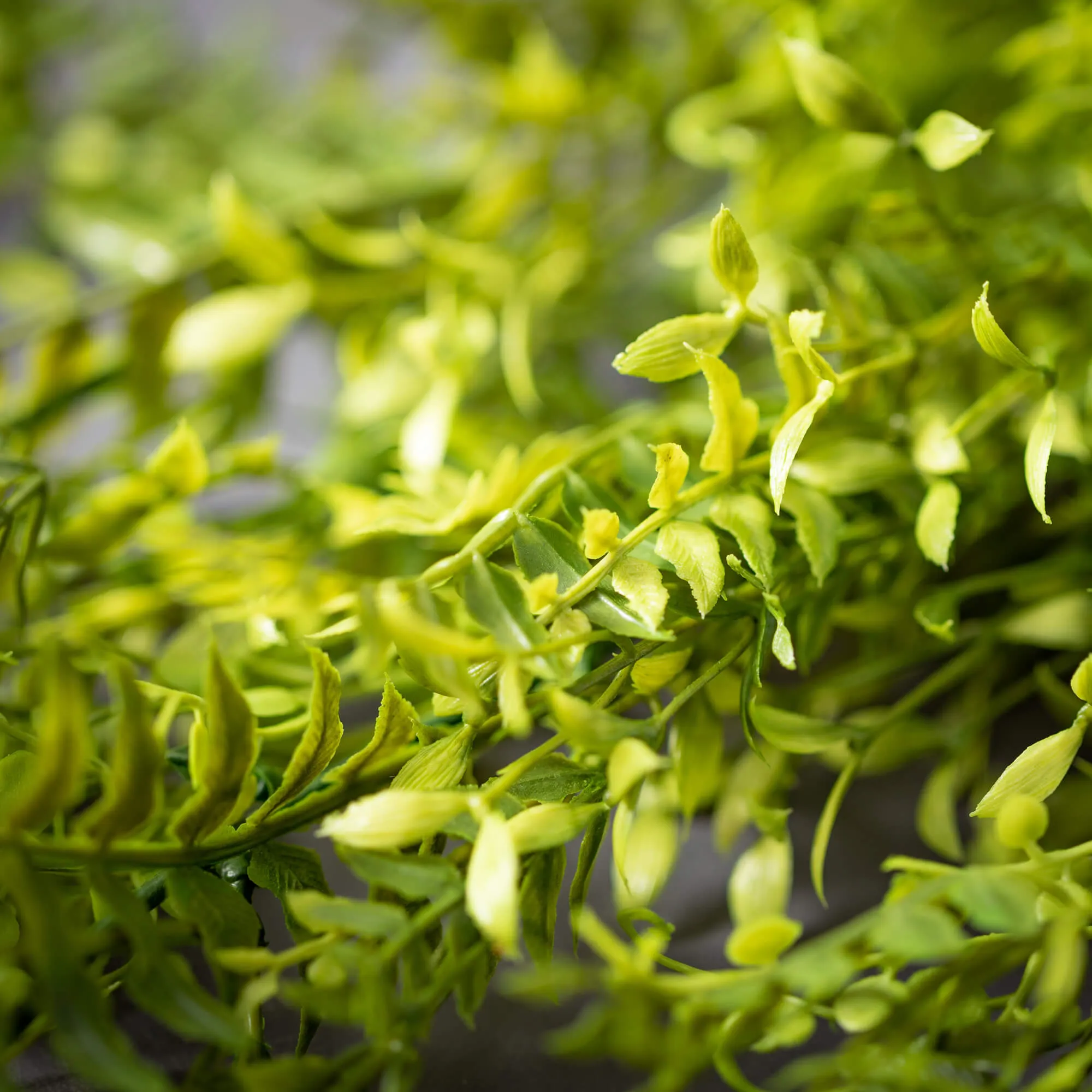 Weeping Royal Fern Bush